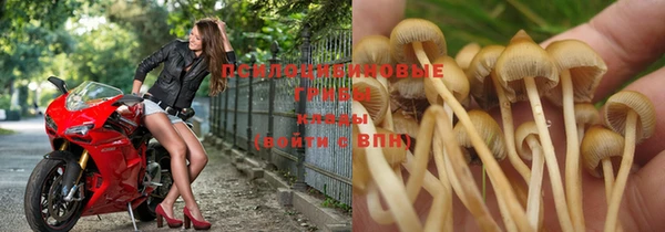 ГАЛЛЮЦИНОГЕННЫЕ ГРИБЫ Вязники